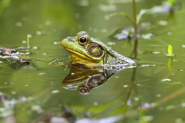 绿色的青蛙 (Rana clamitans) 在一个池塘里 — 图库照片