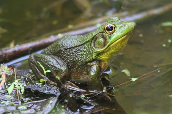 Zelená žába (Rana clamitans) v rybníku — Stock fotografie