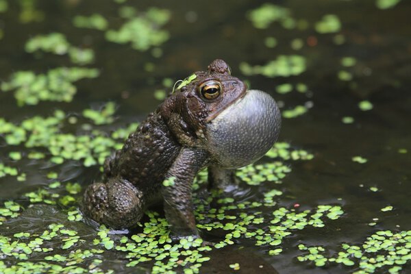 Male American Toad (Bufo americanus)