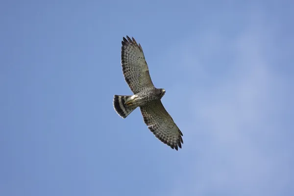 Geniş - kanatlı hawk uçuş — Stok fotoğraf