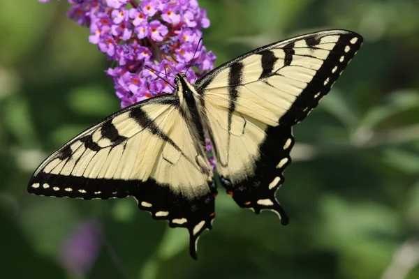Tiger Swallowtail (papilio glaucas) — Fotografia de Stock