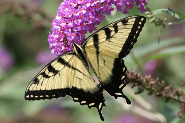 Tiger Swallowtail (papilio glaucas) — Stock Photo, Image