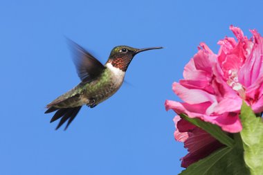 Male Ruby-throated Hummingbird (archilochus colubris) clipart