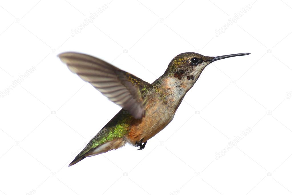 Isolated Ruby-throated Hummingbird