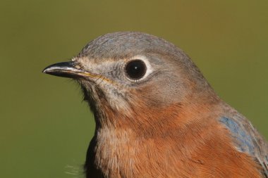Doğu mavi kuş portre