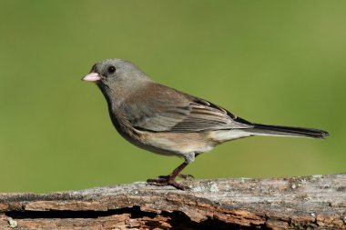 Junco kütük üstünde