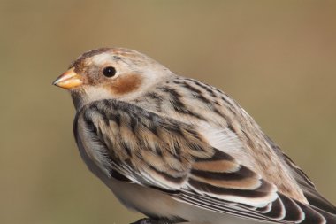 Snow Bunting (Plectrophenax nivalis) clipart