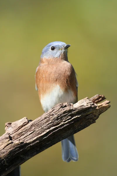 Uccello azzurro orientale — Foto Stock