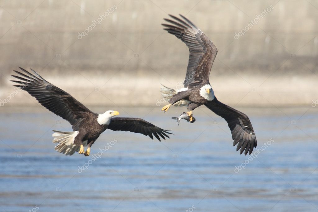 Águilas y halcones fotos de stock, imágenes de Águilas y halcones sin  royalties | Depositphotos