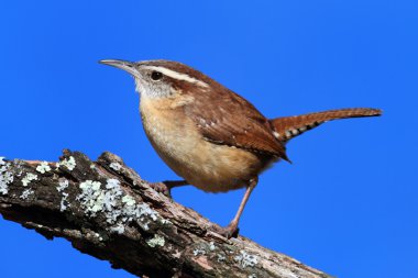 Carolina wren dal