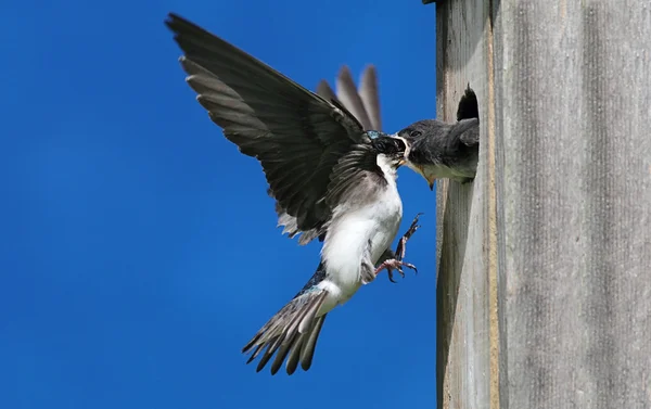 Tree Swallow Feeding Babies — Stock Photo, Image