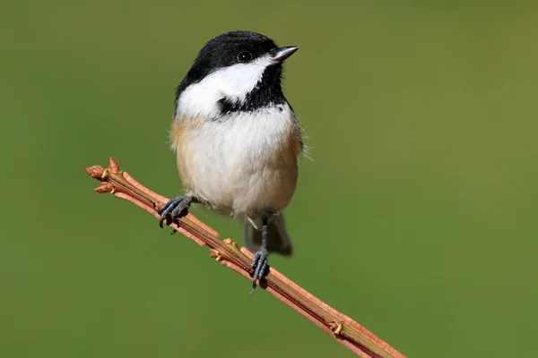 Chickadee на гілці — стокове фото