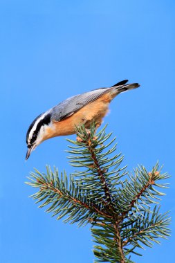 Red-breasted Nuthatch On A Branch clipart