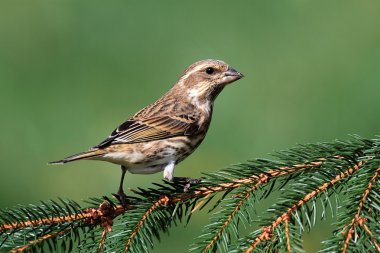 Purple Finch (Carpodacus purpureus) clipart