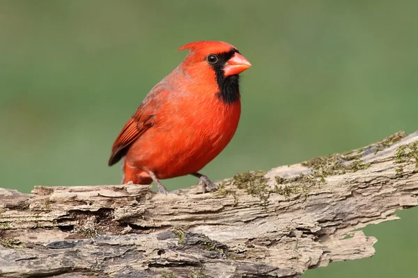Male Cardinal On A Log — Stock Photo, Image