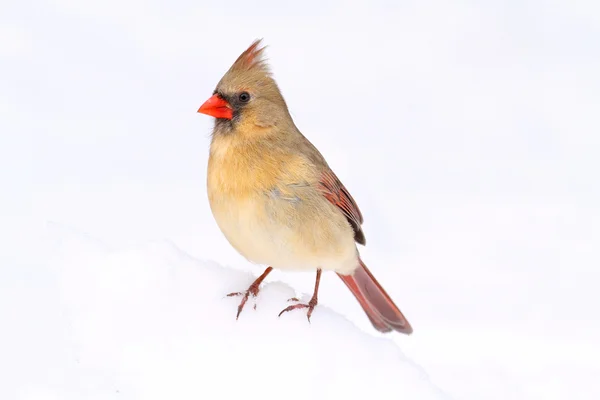 Cardenal en nieve — Foto de Stock