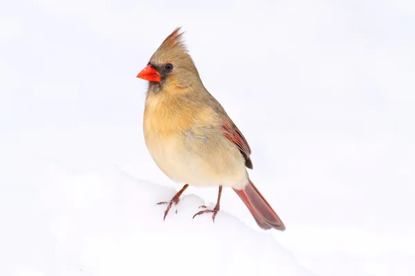 Kardinal im Schnee — Stockfoto