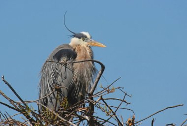 Büyük Mavi Balıkçıl (ardea herodias)