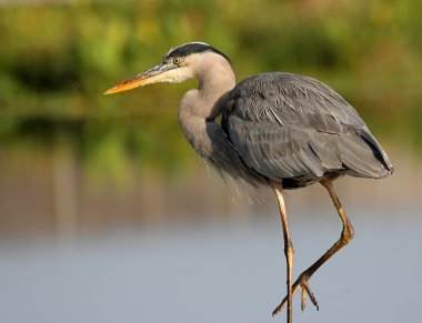 Büyük Mavi Balıkçıl (ardea herodias)