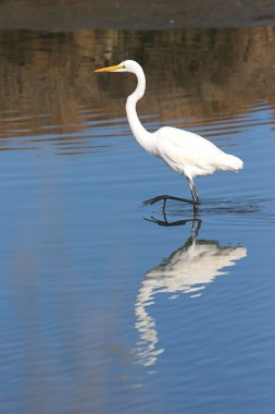 Büyük Egret (ardea alba)