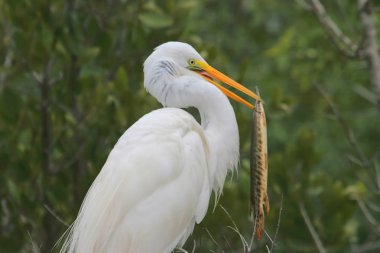 Büyük Egret (ardea alba)