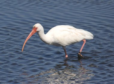 Beyaz Ibis (eudocimus albus)