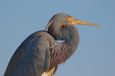 Üç renkli balıkçıl (egretta üç renkli))