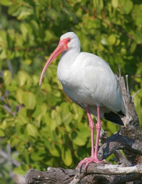 Beyaz Ibis (eudocimus albus)