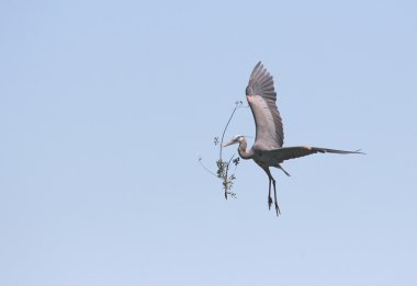 Great Blue Heron (Ardea Herodias) clipart