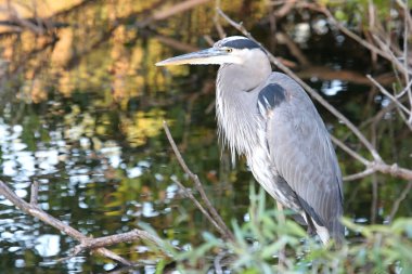 Büyük Mavi Balıkçıl (ardea herodias)