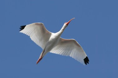 Beyaz Ibis (eudocimus albus)