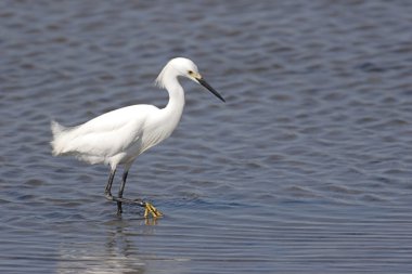 Karlı Akbalıkçıl (egretta thula)