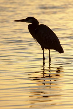 Great Blue Heron (Ardea Herodias) clipart