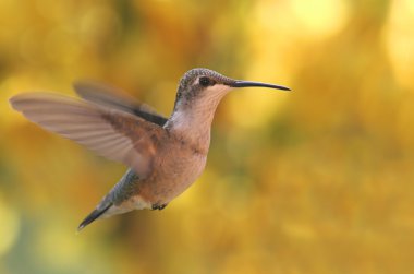 Juvenil Ruby - boğazlı sinek kuşu (archilochus colubris)