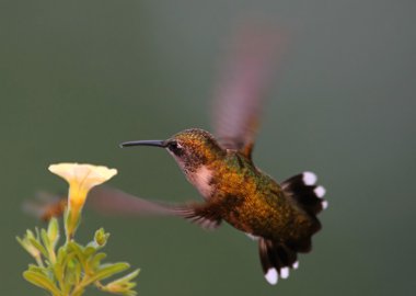 Juvenil Ruby - boğazlı sinek kuşu (archilochus colubris)