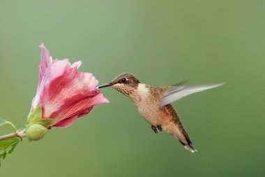 Juvenil Ruby - boğazlı sinek kuşu (archilochus colubris)