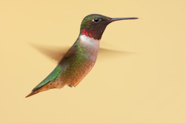 Ruby-throated Hummingbird clipart