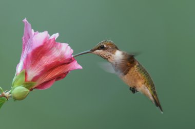 Juvenil Ruby - boğazlı sinek kuşu (archilochus colubris)