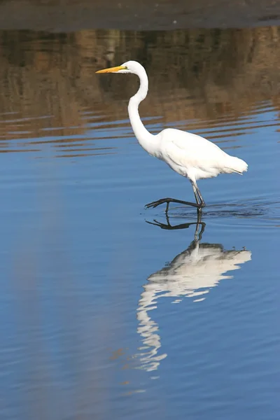 Stora Egret (ardea alba)) — Stockfoto