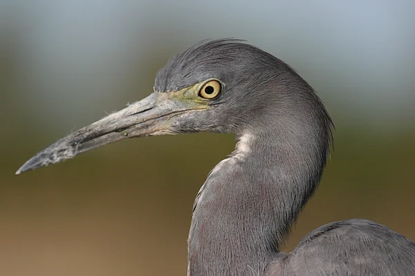 Heron Biru Kecil (egretta caerulea) — Stok Foto