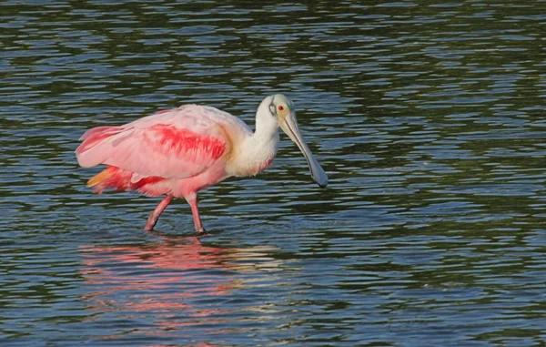 Roze lepelaar jacht in water — Stockfoto