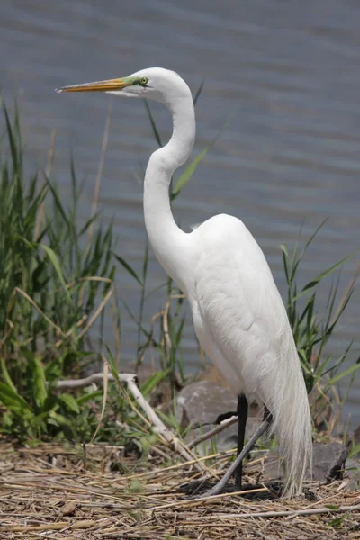 Grande Egret (ardea alba) — Foto Stock