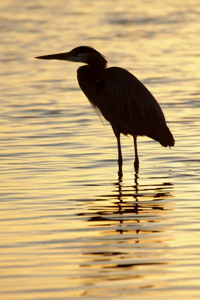 Stock image Great Blue Heron (Ardea Herodias)