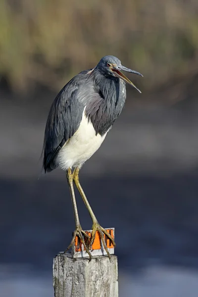 Üç renkli balıkçıl (egretta üç renkli)) — Stok fotoğraf