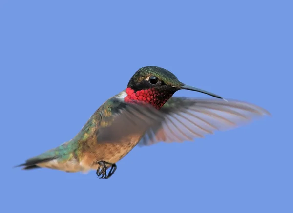 Ruby torkú hummingbird — Stock Fotó