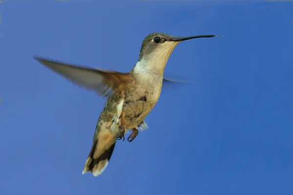 Ruby - throated hummingbird — Zdjęcie stockowe