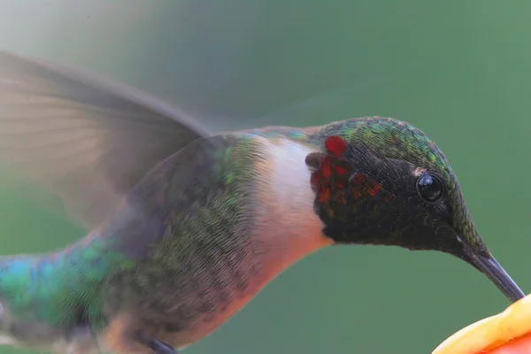 Beija-flor-de-garganta-rubi num alimentador — Fotografia de Stock