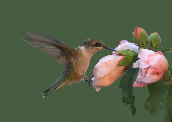 stock image Juvenile Ruby-throated Hummingbird (archilochus colubris)