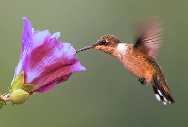 Juvenile Ruby-throated Hummingbird (archilochus colubris) — Stock Photo, Image