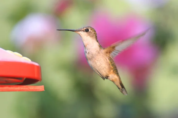 Beija-flor-de-garganta-rubi num alimentador — Fotografia de Stock